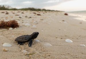 La costa de Sisal se convierte en el escenario perfecto para la liberación de crías de tortuga Carey