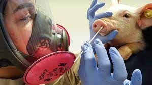 Virus de gripe porcina: Confirman primer caso en un ser humano, en Reino Unido