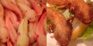 Indigna restaurante de comida exótica en Japón que sirve ajolotes fritos como parte de su menú
