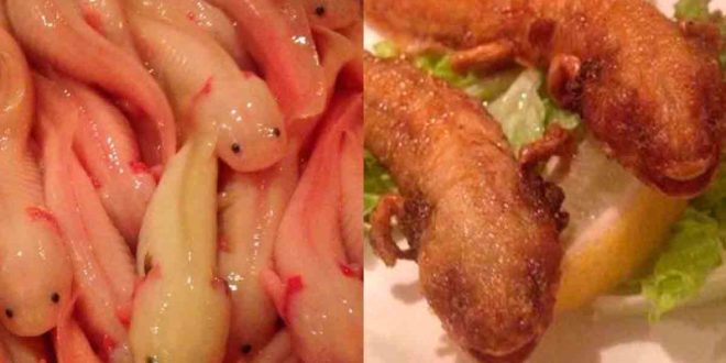 Indigna restaurante de comida exótica en Japón que sirve ajolotes fritos como parte de su menú
