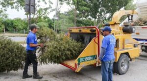 Finaliza la campaña “Recicla tu árbol y fertiliza tus parques” del Ayuntamiento de Mérida