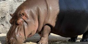 Africam Safari mandó al zoo de Osaka a hipopótamo alfa pero… resultó ser hembra
