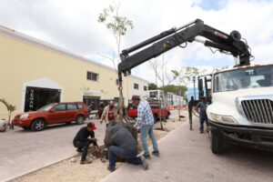 Continúa la plantación de maculís en el Corredor Turístico y Gastronómico