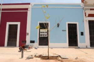 Gobierno del Estado comienza la plantación de árboles en el Corredor Turístico y Gastronómico en el Centro Histórico