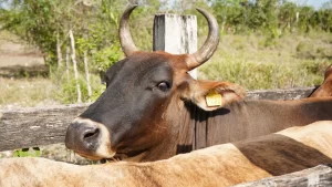 Vaca marrón con cuernos y etiqueta amarilla en la oreja junto a un cercado de madera