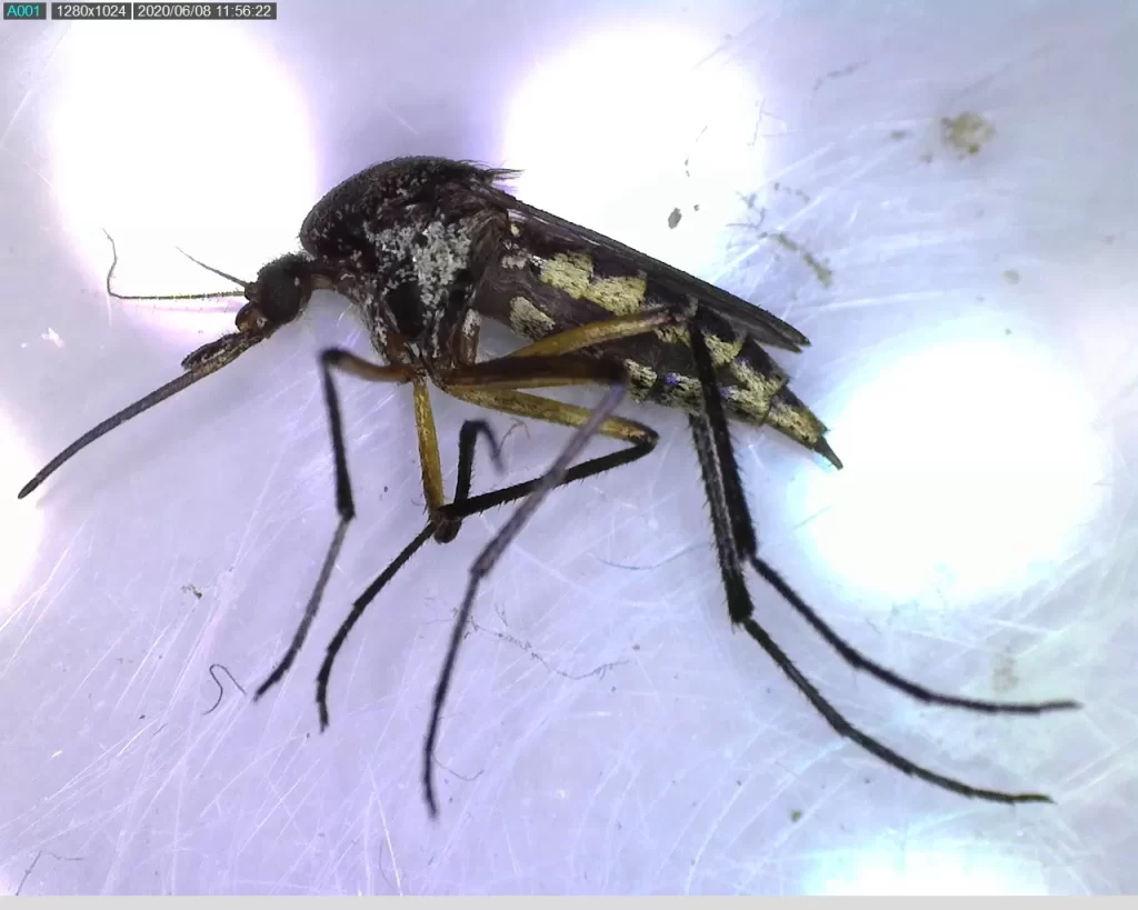 Imagen macro de mosquito negro con patas amarillas y detalles en blanco bajo luz blanca