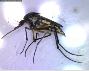 Imagen macro de mosquito negro con patas amarillas y detalles en blanco bajo luz blanca