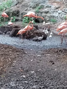 Flamencos rosas adultos y crías blancas en un arroyo con fondo rocoso