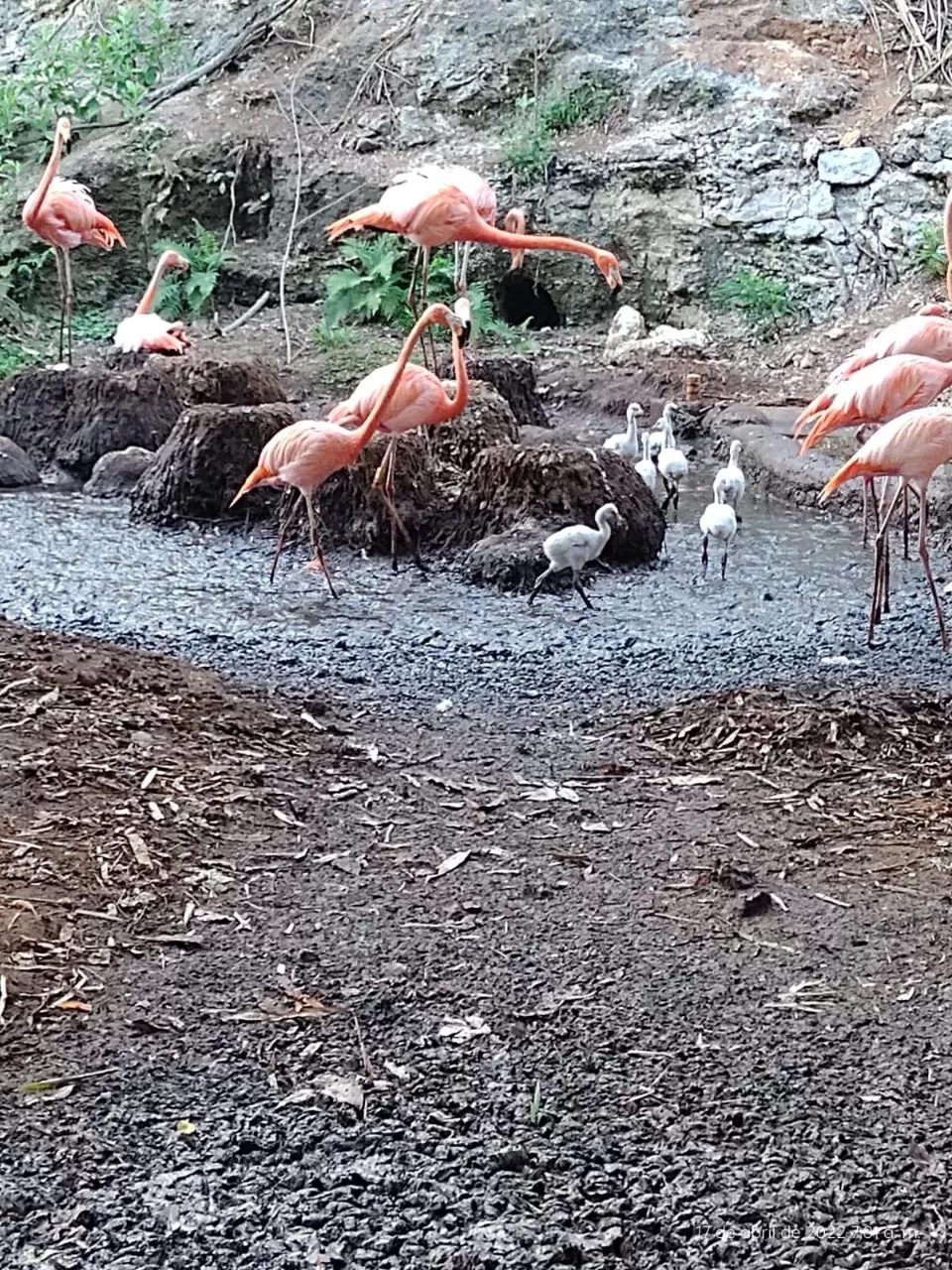 Flamencos rosas adultos y crías blancas en un arroyo con fondo rocoso