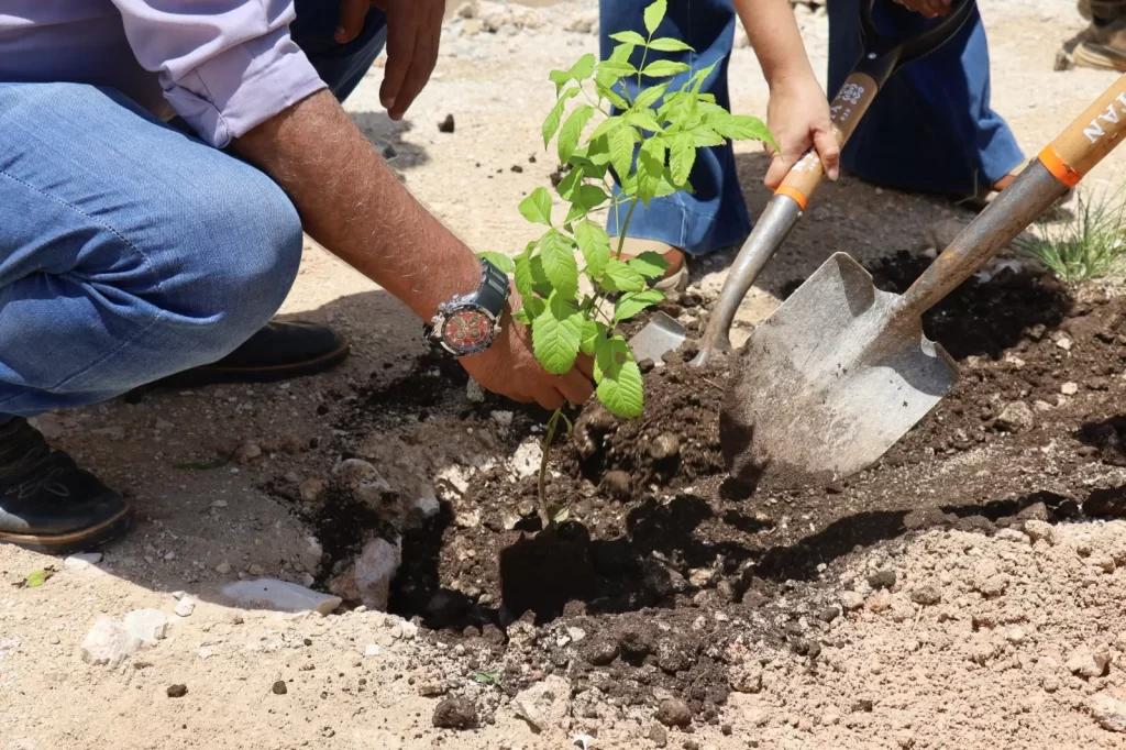 Manos plantando un árbol joven en tierra con ayuda de una pala y una azada