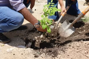 Manos plantando un árbol joven en tierra con ayuda de una pala y una azada