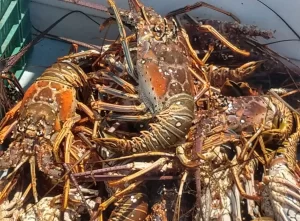 Langostas marinas amontonadas dentro de un recipiente con fondo azul