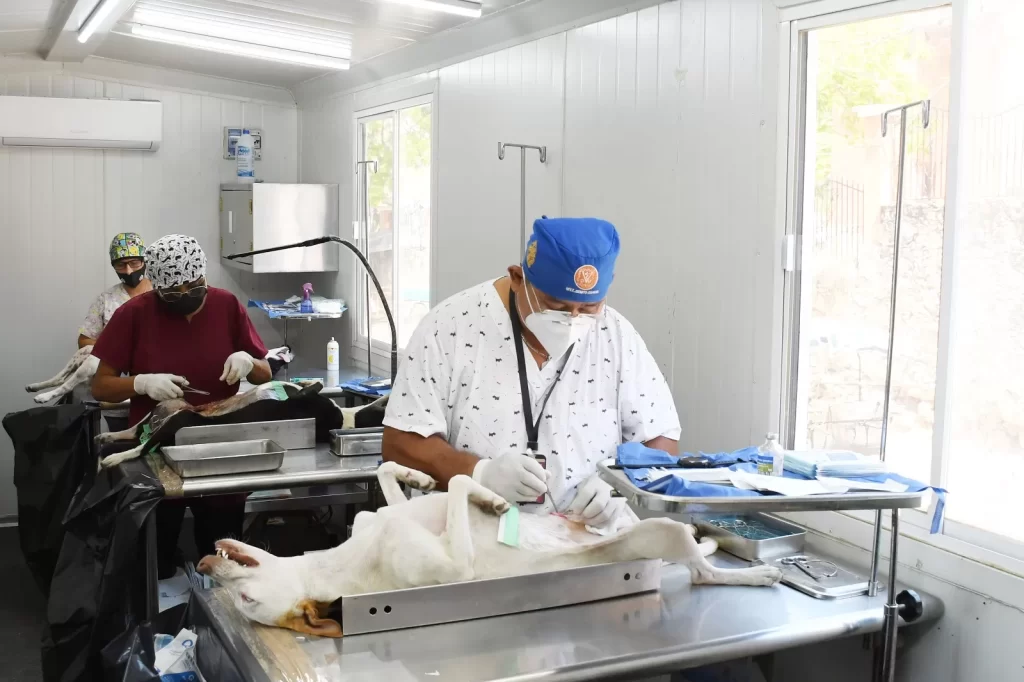 Dos veterinarios realizan cirugía en perros acostados en mesas de acero en clínica veterinaria.