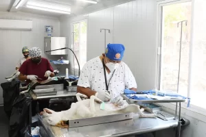 Dos veterinarios realizan cirugía en perros acostados en mesas de acero en clínica veterinaria.