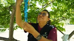 Mujer con gafas y chaleco del SENASICA revisa trampa azul cubierta de insectos en árbol